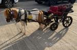8hh Mare