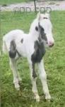 14hh Mare with Filly Foal at Foot