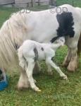 14hh Mare with Filly Foal at Foot