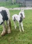 14hh Mare with Filly Foal at Foot