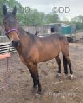 Coco, 15.2hh Standardbred Mare