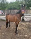 Coco, 15.2hh Standardbred Mare