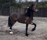 Welsh Section D Driving Filly