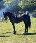 Welsh Section D Driving Filly