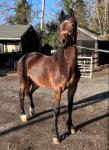 Welsh Section D Driving Filly