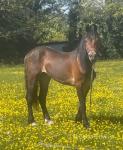 Welsh Section D Driving Filly
