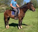 Brynithon Valkyrie,15hh Welsh Section D Mare 