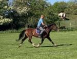 Brynithon Valkyrie,15hh Welsh Section D Mare 