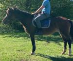 Brynithon Valkyrie,15hh Welsh Section D Mare 