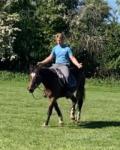 Brynithon Valkyrie,15hh Welsh Section D Mare 