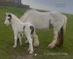 11hh Mare with Filly Foal at Foot