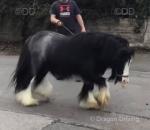 11hh Mare with Filly Foal at Foot