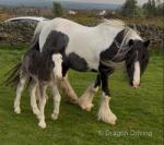 11hh Mare with Colt Foal at Foot 