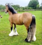 3 year old dun colt. Passported & microchipped. 12hh, very quiet in all ways, lightly broke last year to ride & drive and then has been left to mature. 