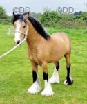 Colt