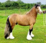 Colt