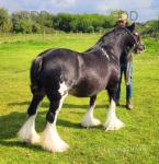 Tilly, 12.1hh Mare