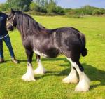 Tilly, 12.1hh Mare