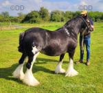 Tilly, 12.1hh Mare