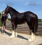 2 Year Old Filly
