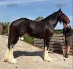 2 Year Old Filly