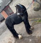 12.3hh Ride and Drive Gelding 