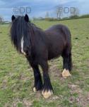 12.3hh Ride and Drive Gelding 