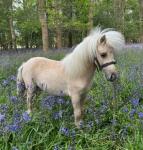 Yearling Filly