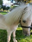 Yearling Filly