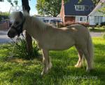 Yearling Filly