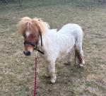Woody, 2 Year Old Colt