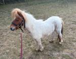 Woody, 2 Year Old Colt