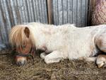 Woody, 2 Year Old Colt