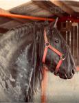 Louis Vuitton, 16.2hh Stallion at Stud