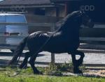 Louis Vuitton, 16.2hh Stallion at Stud