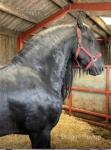 Louis Vuitton, 16.2hh Stallion at Stud