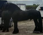 Louis Vuitton, 16.2hh Stallion at Stud