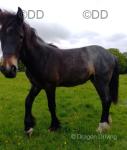 Filly