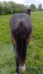 Filly