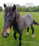 Filly