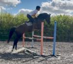 Jenny, 16hh Riding Mare