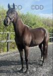 Jenny, 16hh Riding Mare