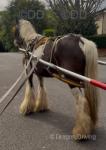 13.3hh Ride and Drive Mare 