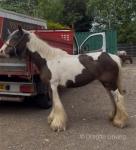 13.3hh Ride and Drive Mare 