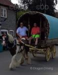 13.3hh Ride and Drive Mare 