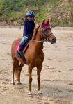12.2hh Riding Gelding 