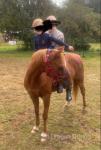 12.2hh Riding Gelding 