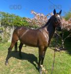 Robert 15.2hh Driving Gelding 