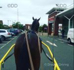 Robert 15.2hh Driving Gelding 