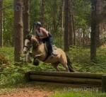 Darla, 14.1hh Riding Mare